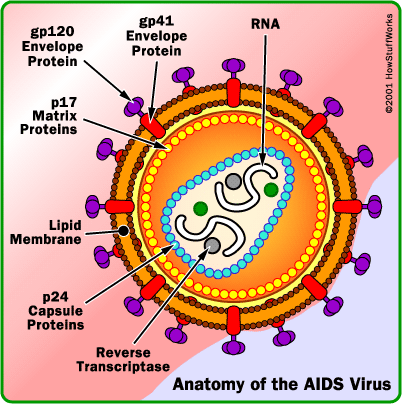 Co je HIV? HIV - Human Immunodeficiency Virus, HIV - virus lidského imunodeficitu, Čeleď Retroviridae Rod - Lentivirus.