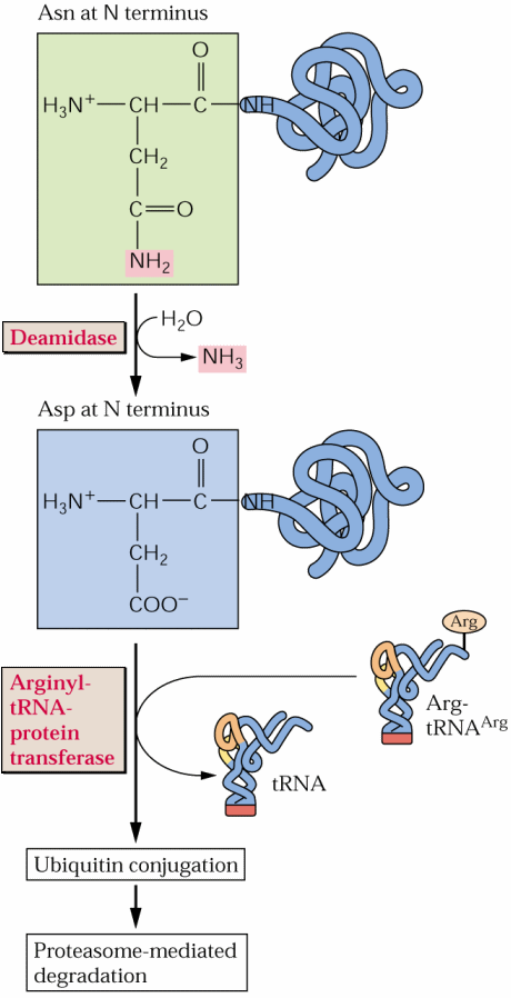 aminokyselin ( Lys, Arg, His, Phe, Tyr, Trp, Leu, Glu)  Degradace bílkovin = ubiquitinace kovalentně navázaný ubiquitin (76 AMI) označuje protein pro následnou degradaci Přidání argininu