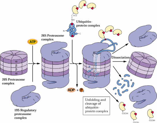 Regulace translace 4. Degradace bílkovin Ubiquitinace 1. Translační aparát 2. Translace 3. Posttranslační modifikace bílkovin 4.
