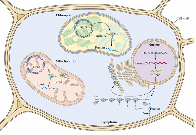 5. Translace v chloroplastech a mitochondriích 5.