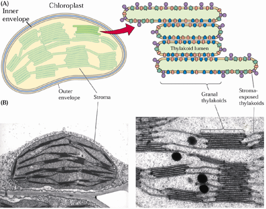 chloroplastovou DNA Rubisko téměř 50% celkových