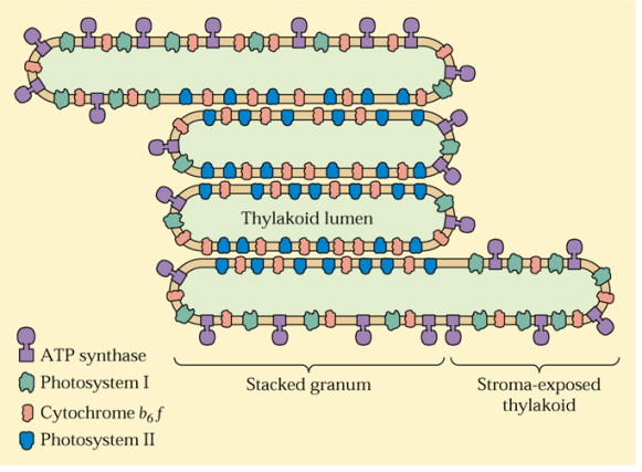 jak 40% vyplněn ribosomy chloroplasty chloroplasty Grana