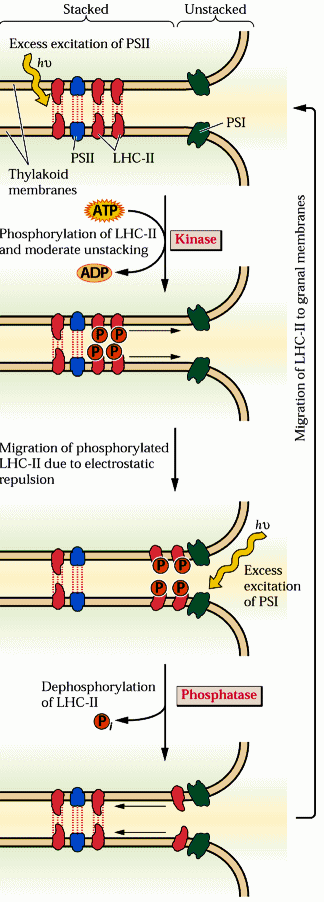 mitochondrie chloroplasty, organizace cytochromového komplexu PetG, cytf, PetL a PetM = jednovláknová šroubovice v membráně Cyt b6,