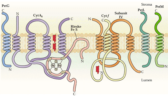 biogeneze mitochondrií stále nejasná mitochondrie vykazují heterogenitu morfologickou i funkční (aktivita ADH oxidázy) proměnlivé je