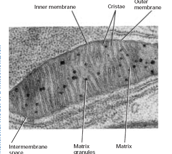 mitochonrií per objem buňky mnohem stabilnější hodnotou počet mitochondrií v rostlinné buňce je menší než v buňce živočišné respirační