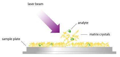 MALDI Matrix-Assisted Laser Desorption Ionization. Metoda umožňující odpaření a ionizaci (měkkou) netěkavých biologických vzorků z pevné fáze přímo do plynné.