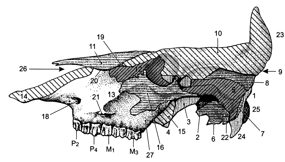 Lebka (cranium): 1: týlní kost (os occipitale) 2: základní klínová kost (os basisphenoidale) 3: předklínová kost (os praesphenoidale) 4: křídlová kost (os pterygoideum) 5: šupinová část spánkové