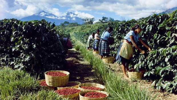 13 Pěstuje se především tradičním způsobem (malé farmy) káva arabica (robusta asi z 15%) ; v Brazílii je šest oblastí (Minas Gerais, São Paulo, Espirito Santo, Bahia, Parana, Rondonia) Je