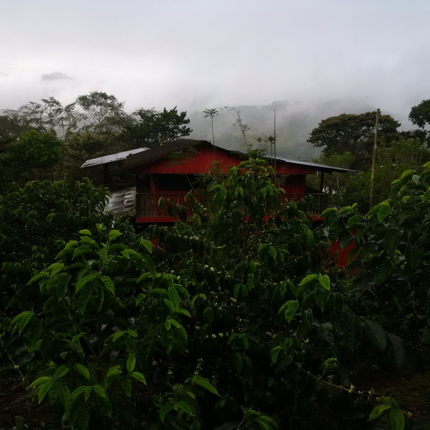 Káva z Ekvádoru Ekvádor je jihoamerický stát Káva se zde pěstuje až od počátku