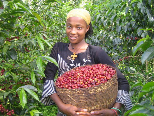 Káva z Keni Keňa je africký stát u pobřeží Indického oceánu Pěstuje se zde kávovník