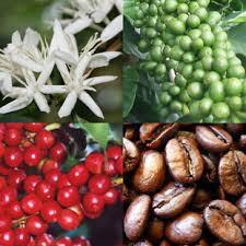 Pěstování kávy Káva se pěstuje v 80 státech světa Vypěstování kávovníku trvá od zasytí semene po produkční období téměř čtyři roky Aroma jasmínu se v době květu rozprostírá po