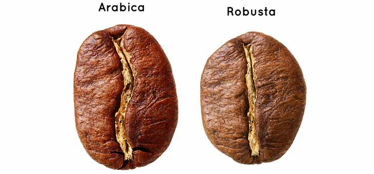 Hlavní druhy kávovníků Kávovník arabský