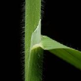 Poaceae lipnicovité Morfologické znaky: převážně byliny (jednoleté i vytrvalé), vzácně dřeviny nebo dřevnatějící byliny (Bambus) C3