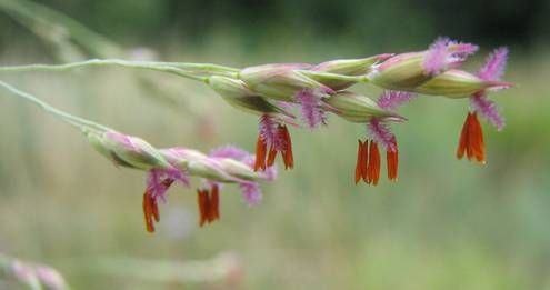 Poaceae lipnicovité Morfologické znaky: Květy: převážně