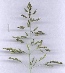 Poaceae lipnicovité