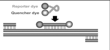 chemismus 2) hybridizační sondy (TAGman) uvolňování fluorescence po degradaci sondy nutná 5-3 exonukleasová aktivita Taq