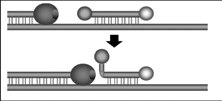 Förster/fluorescence resonance energy transfer srovnání TagMan SybrGreen specifita primery proba PCR podmínky primery