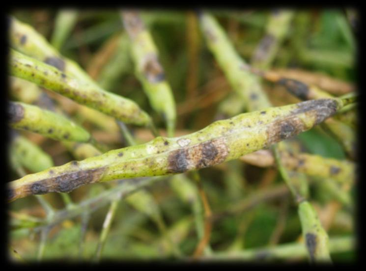 biglobosa) listové skvrnitosti řepky (Pyrenopeziza brassicae) plísně brukvovitých (Peronospora parasitica) šedé