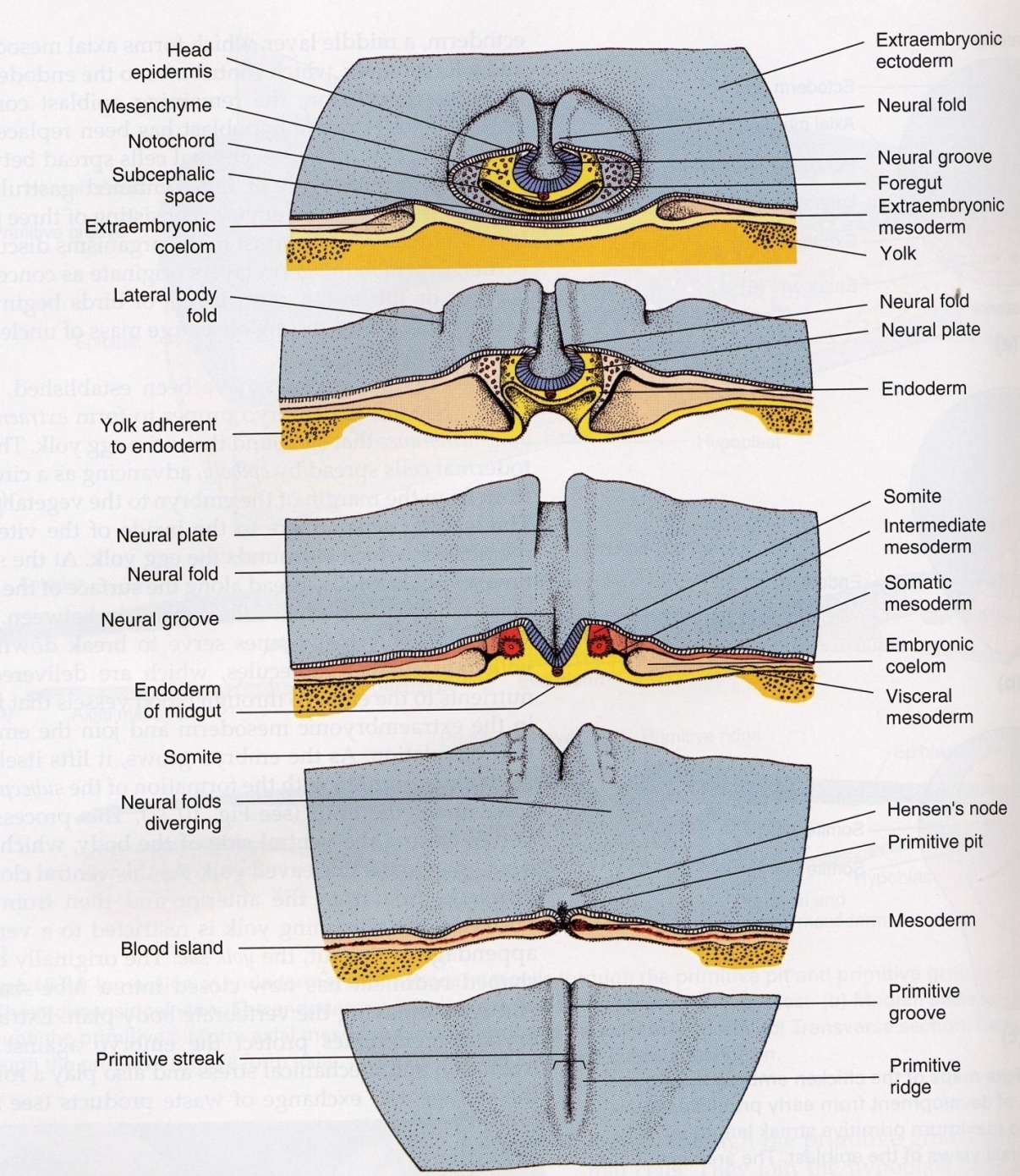 Ektoderm a jeho diferenciace 1.neuroektoderm (neurální trubice a neurální lišta) 2. povrchový ektoderm 1.