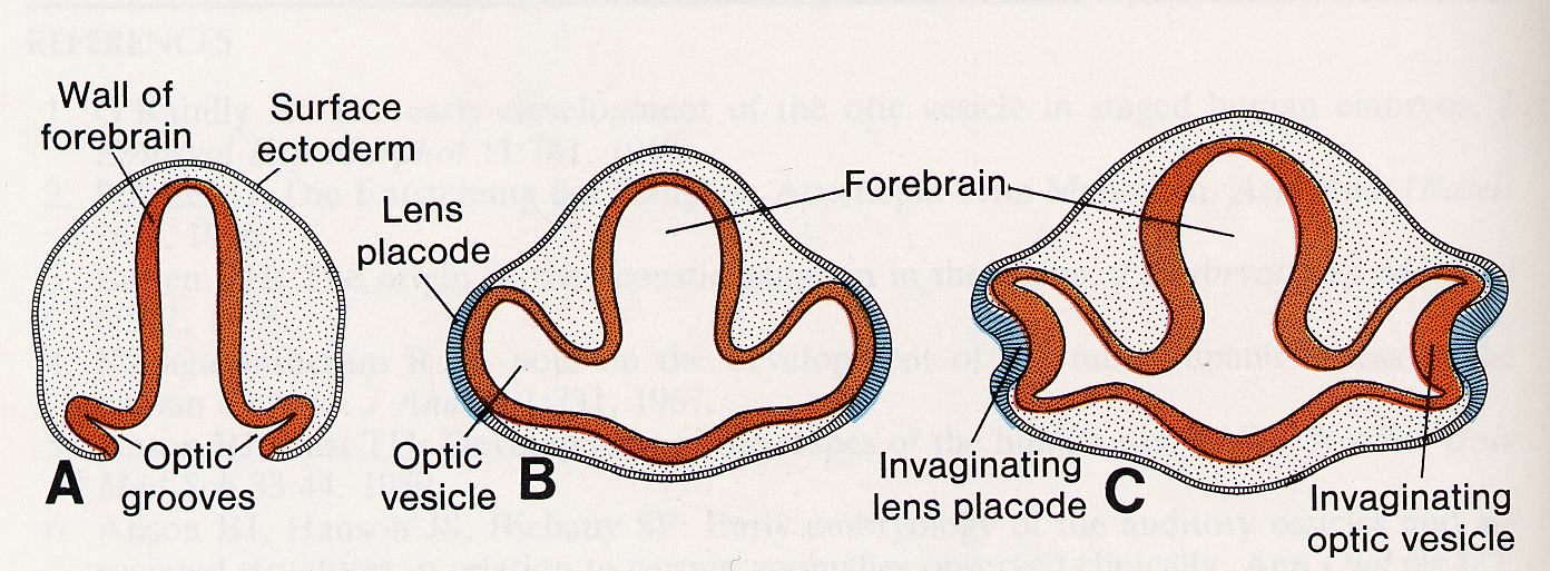 Indukce neuroektodermu / povrchového ektodermu plakody 2 párová tluštění