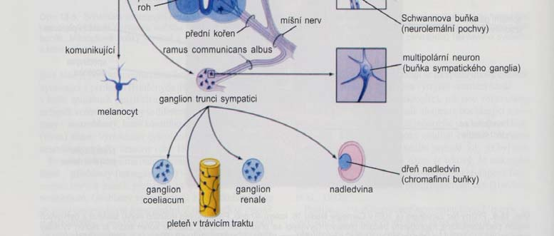 odontoblasty, Schwannovy buňky, melanocyty,