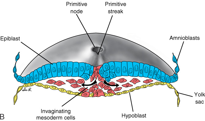 Mesoderm mesenchym