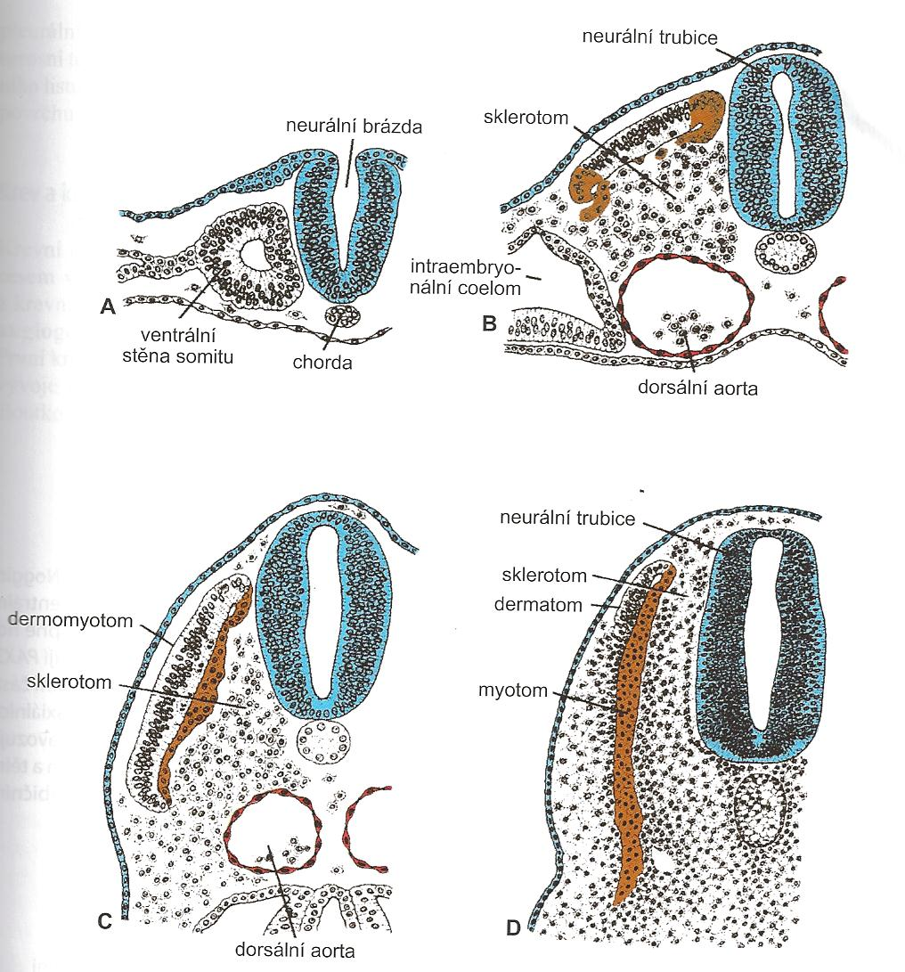 Paraxiální mesoderm diferenciace somitů sklerotom, dermatom, myotom epiteloidní uspořádání somitu sklerotom pojivo kolem míchy a notochordu