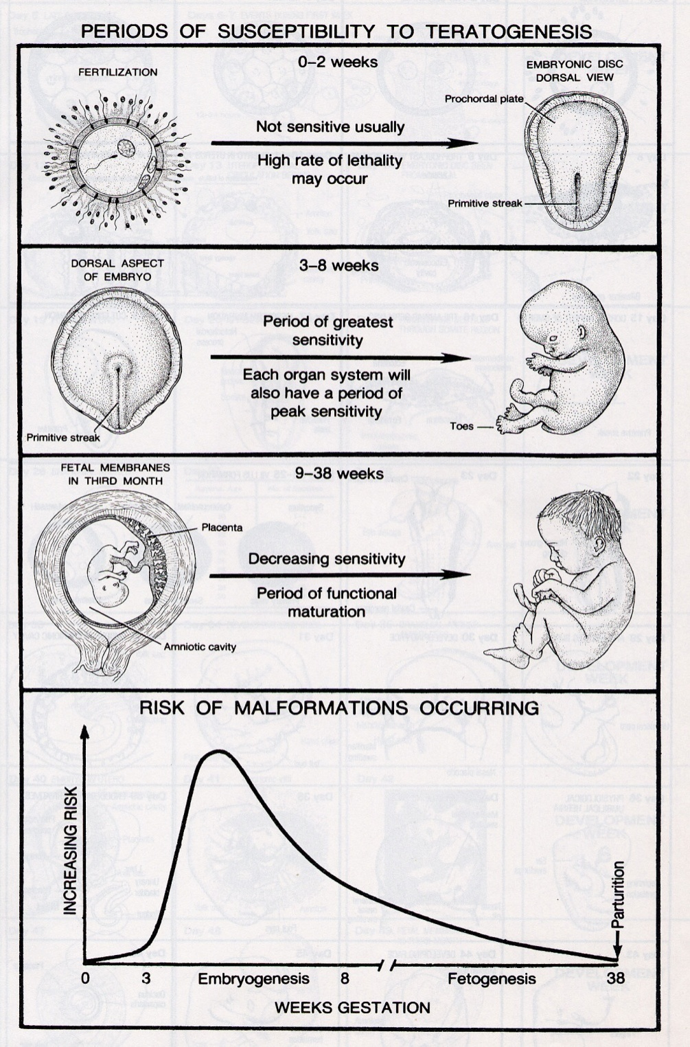 blastogeneze embryonální období