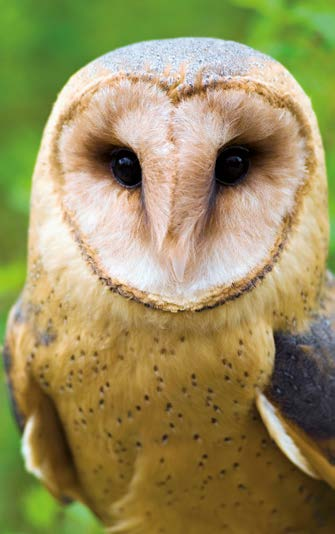 Repatriační projekty Ostravská zoo je zapojena do několika tzv.
