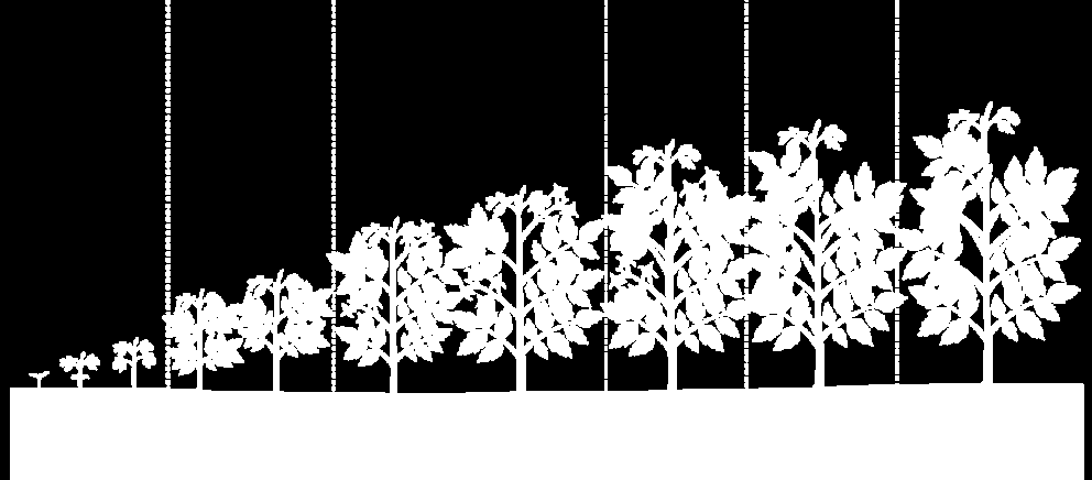 Výsledky pokusů 2014 Schéma pokusu Varianta 1 neošetřená varianta Varianta 2 Dithane 2 kg/ha Varianta 3 lginure 5 l/ha Varianta 4 Kocide 2000