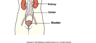 FUNKČNÍ ANATOMIE LEDVIN Párová žláza fazolovitého tvaru Retroperitoneálně (Th 12 L 3 )