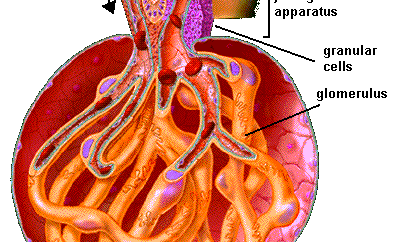 GLOMERULUS Klubíčko kapilár mezi dvěma arteriolami: vas afferens = přívodná vas