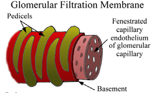 htm GLOMERULÁRNÍ FILTRACE Filtrace krevní plazmy v glomerulu Velikost závislá: 1)