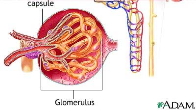 GLOMERULÁRNÍ FILTRÁT = ultrafiltrát krevní plazmy bez bílkovin = primární moč Množství GF: 170-180180 l/den Autoregulační mechanismy udrž GF