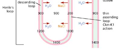 +, NH 3, K + ): tubulární buňka lumen tubulu ZMĚNY