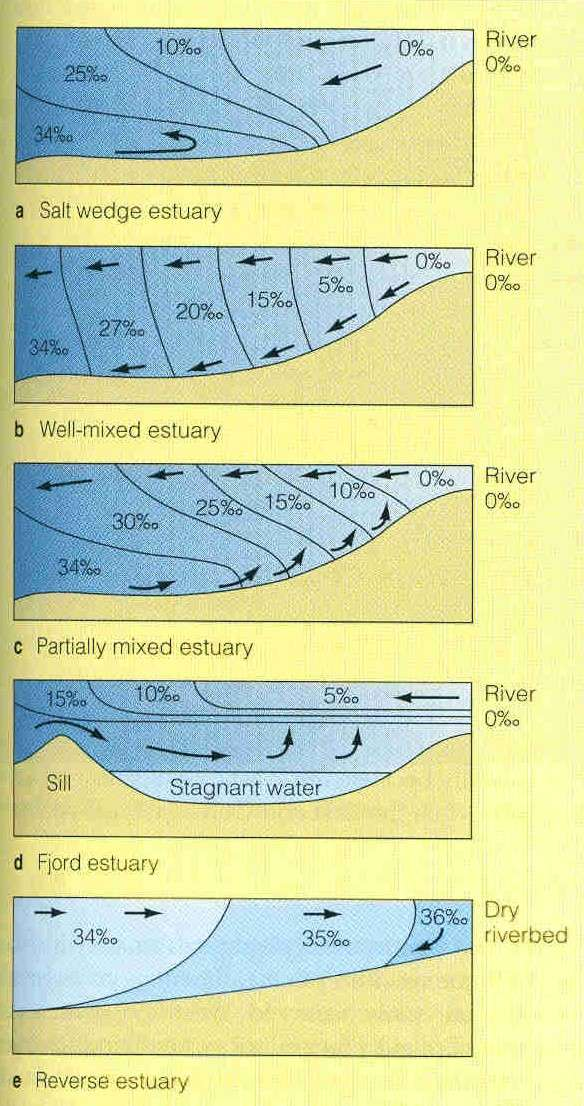 Míchání vody v estuáriích Vysoce stratifikovaná estuária ( saltwedge, highly stratified) - nejméně míchaná Nestratifikovaná estuária (fully mixed,non-stratified) - plně míchaná Středně stratifikovaná