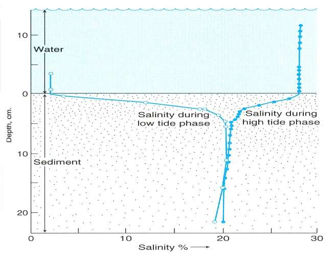 Vývoj salinity intersticiální vody během slapů V sedimentech se