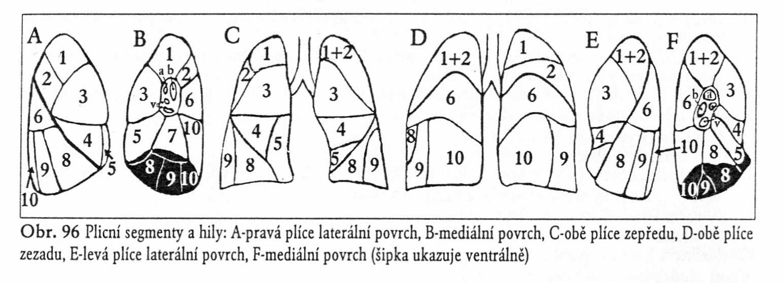 Anatomie - plíce bronchopulmonální segmenty pravá 10 11,