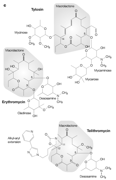 je časnější kolonizace (a následně infekce) P. aeruginosa, která společně s infekcí zástupci komplexu B.