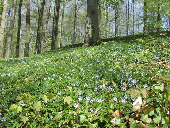 1. Ročník HZRSČ, 4/2010, Vrchotovy Janovice.