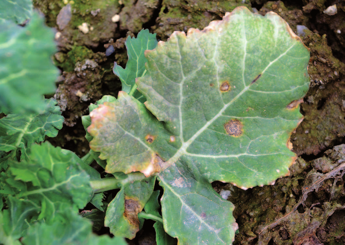8: Foma jaro Příznaky onemocnění se mohou objevit ve všech vývojových stádiích řepky. Askospory infikují rostliny již na podzim a penetrují do rostliny přes průduchy a poranění.