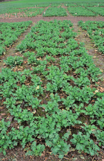 V pokusech se nejvýraznější omezení prodlužovacího růstu vegetačního vrcholu a nejsilnější účinek na zvýšení průměru kořenových krčků projevily u přípravku.