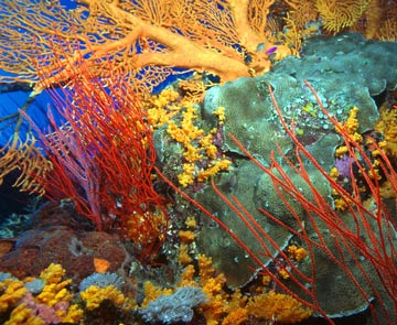 Reef /Veľký korálový útes, kde sa plavíte jedným z