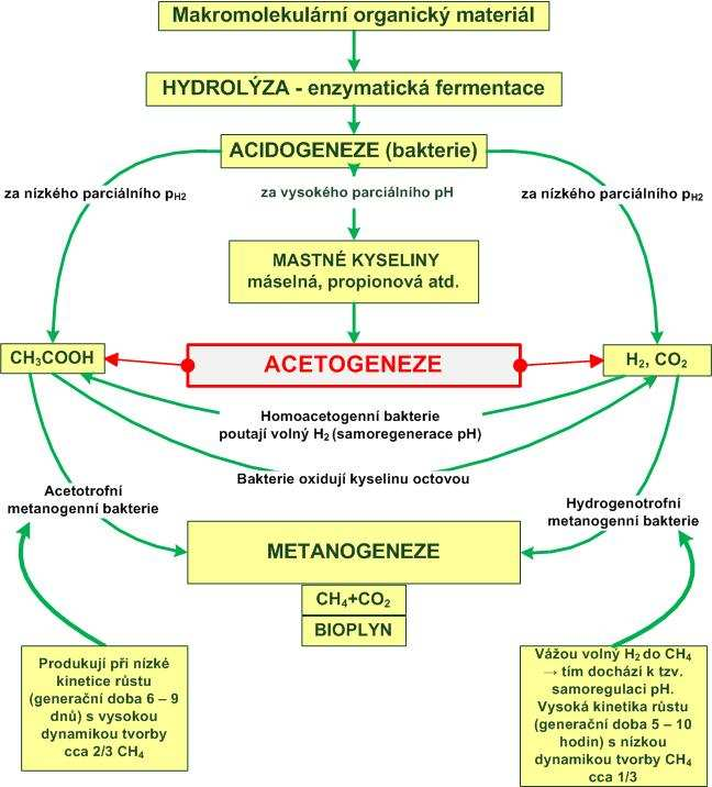 fáze II.