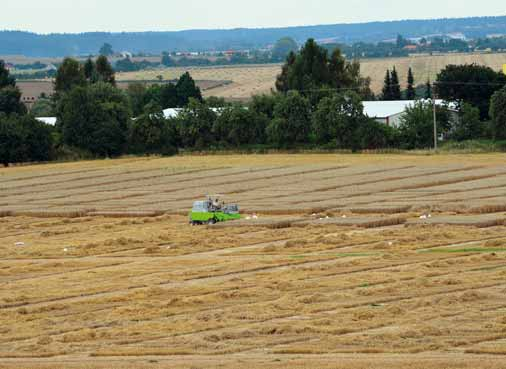 Rukověť pěstitele jarní pšenice Časné setí zvyšuje pravděpodobnost založení dobrého a vyrovnaného porostu.