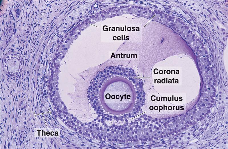 Graafův (zralý) folikul Zona pellucida a corona radiata Membrana granulosa cumulus oophorus