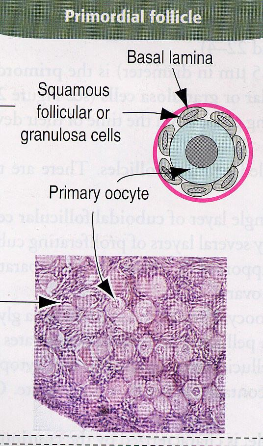 Primordiální folikul Rozměry: 25μm Jedna