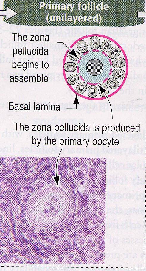 Primární folikul Jednovrstevný primární folikul jedna vrstva kubických buněk Mnohovrstevný primární folikul- několik vrstev proliferujících