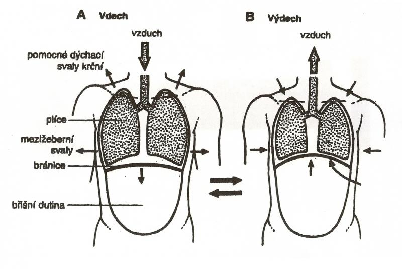 Obr. č. 2: znázornění procesu dýchání (Zdroj: NOVOTNÝ, I. Biologie člověka. Praha: Fortuna.2003. ISBN: 80-7168-819-3) Dýchání je řízeno nervově.