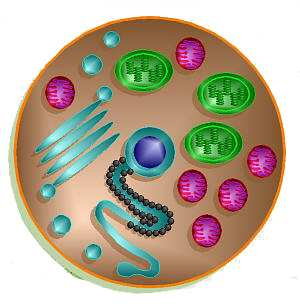 Buňka a buněčné interakce v patogeneze tkáňového poškození Stavba buňky lidské tělo je složeno z ~ 3.